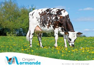 Poster Origen Normande