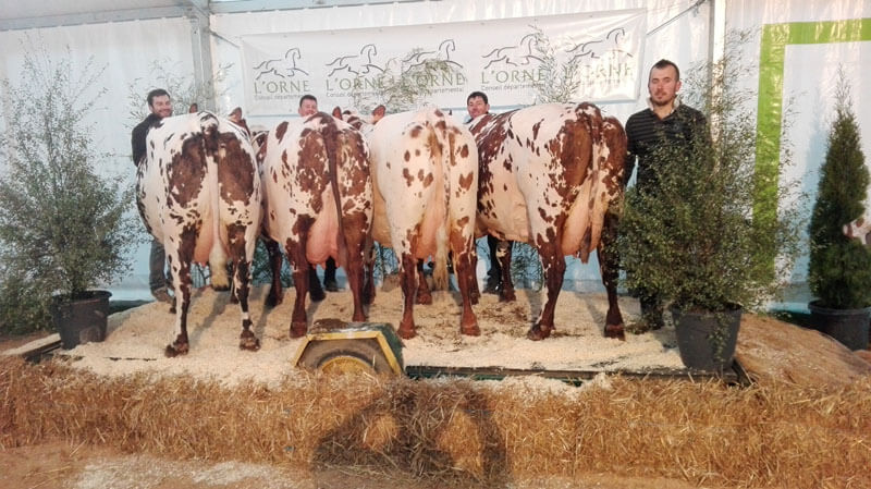 4 vaches normandes sur le ring d'Argentan
