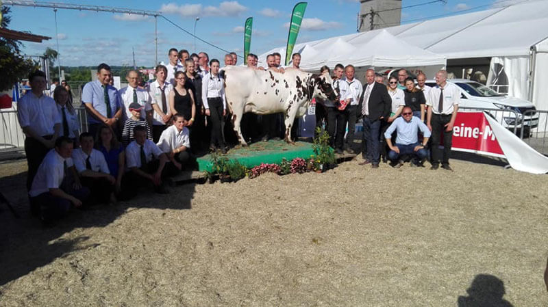 Une vache normande sur le ring de Forges-les-Eaux (76)