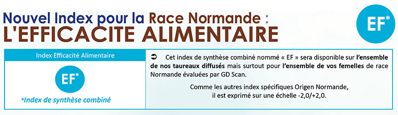 bandeau présentant l'efficacité alimentaire, nouvel index pour la race Normande