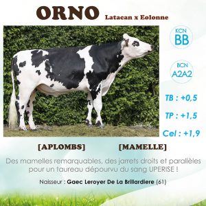 Orno, taureaux normand, ses index et ses commentaires
