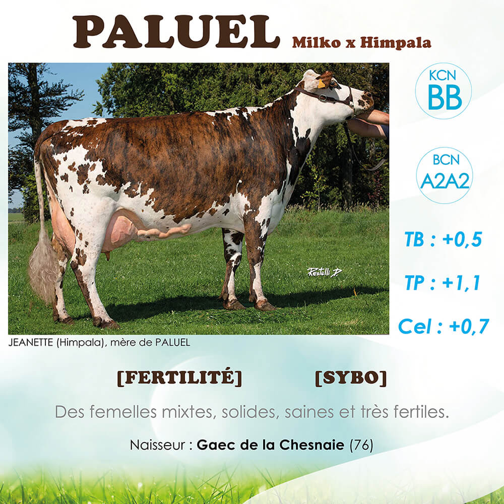 Paluel, taureaux normand, ses index et ses commentaires