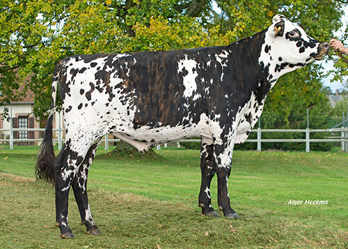 Paris (Fuseos Isy x Uvray)