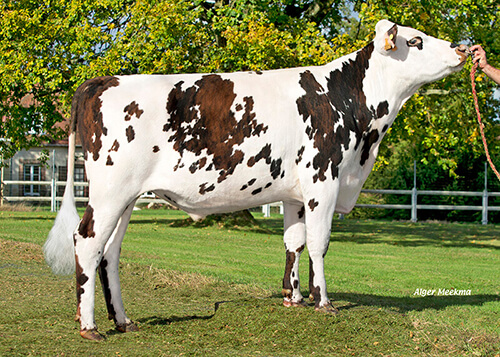 Password (Mille DT x Folden), taureau normand