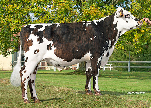 Podium (Montoya x Unnoel), taureau normand