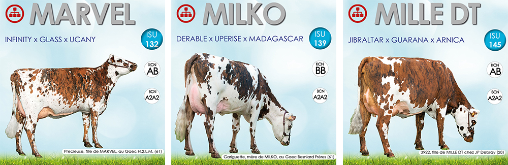 3 taureaux Avec Filles : MARVEL, MILKO et MILLE DT